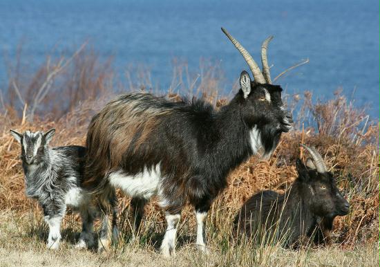 Wild Goat <i>Capra aegagrus</i>